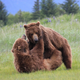 Illustration for article titled Please Enjoy This Gallery Of Amazing Bear Photos